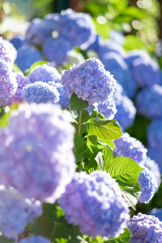 Les hortensias bleus du jardin, en juillet — Agrandir