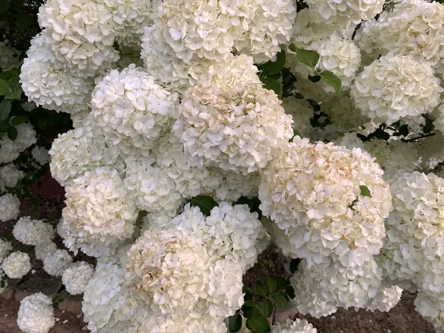 Les boules-de-neige blanches, au fond du jardin — Agrandir