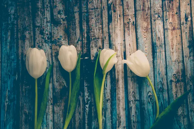 Quatre tulipes blanches sur des planches bleu passé