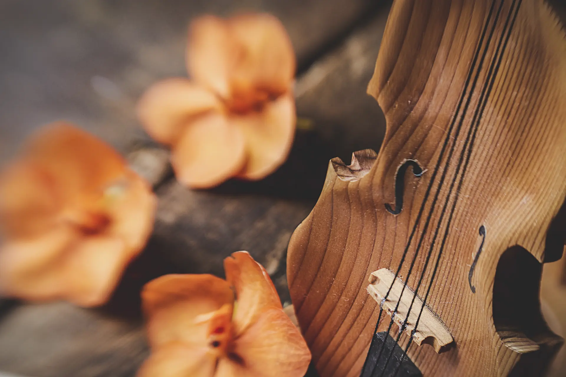 Le violon posé parmi des fleurs orange